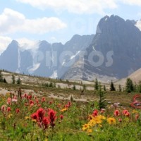 STK019_Rocky Mountain Flower Meadow.444x296