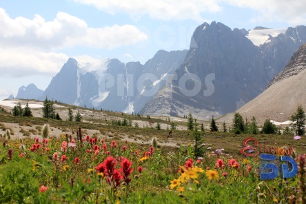 STK019_Rocky Mountain Flower Meadow.444x296