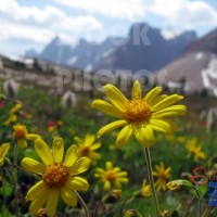 STK021_Rocky Mountain, Meadow Daisy.444x332