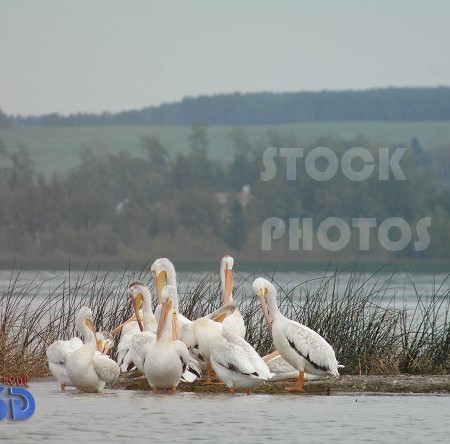 Pelicans on Lakeside