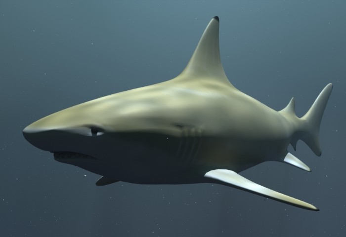 Black Tip Reef Shark_Preview 01