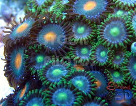 STK009_Marine Corals Green Zooanthids-444x345