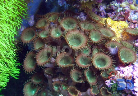 STK010_Marine Brown Corals.444x310