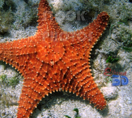 STK014_Marine Star Fish.444x398