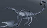 Scorpion 03