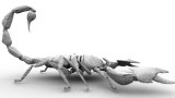 Scorpion 06